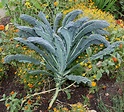 Brassica oleracea var. sabellica - Изображение особи - Плантариум