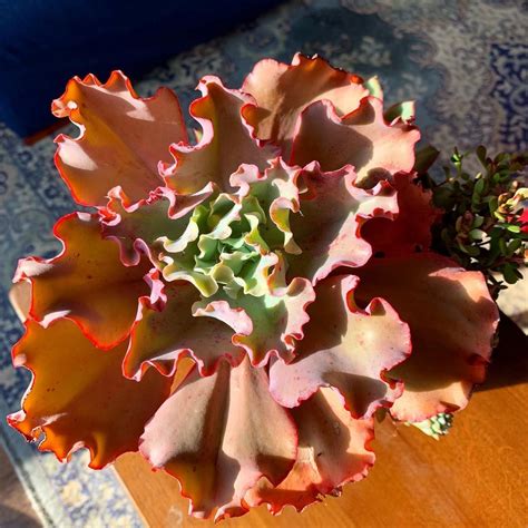 Echeveria Crinoline Ruffles Echeveria Colorful Succulents Succulents