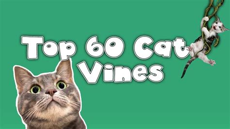 Feline Vines Funny Cat Vines Youtube