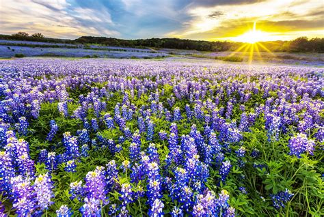 Where To Catch A Glimpse Of Texas Bluebonnets