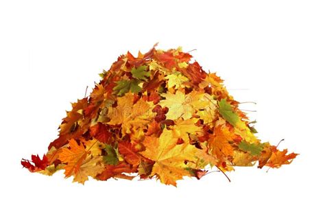 Pile Of Autumn Maple Colored Leaves Isolated On White Background Stock