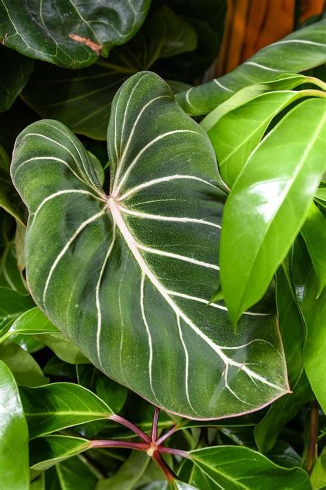 We did not find results for: Variegated Indoor Plants: The Science Behind the Latest ...