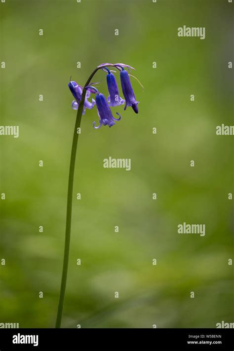 Single Bluebell Flower Against An Out Of Focus Backdrop In The Woods