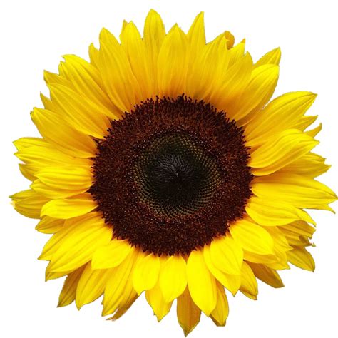 Sunflower Png Transparent Image Download Size 1096x1096px