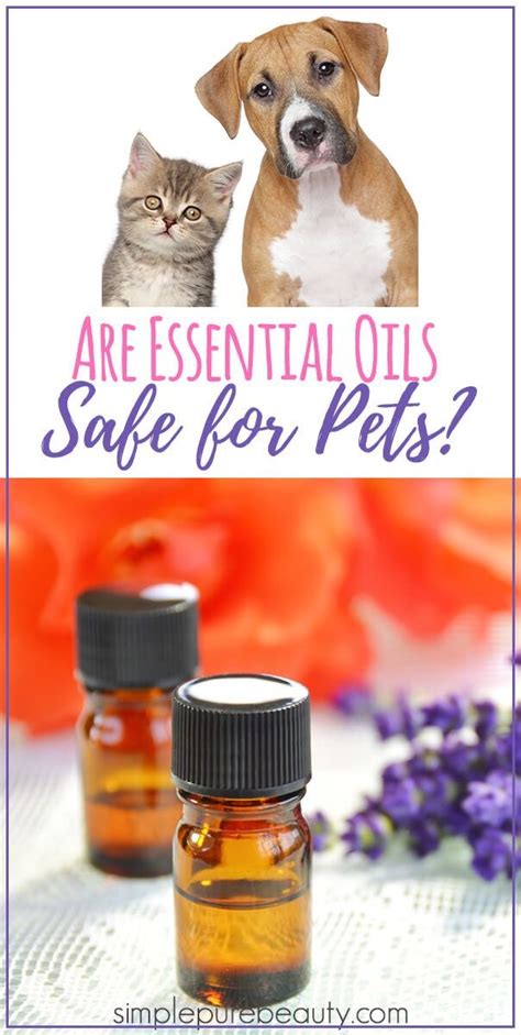 Are you wondering if essential oils are safe for cats? Are Essential Oils Safe for Pets? | Are essential oils ...