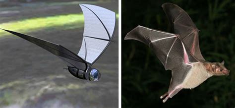 Solar Powered Spy Plane — Inspired By Bats Inhabitat Green Design