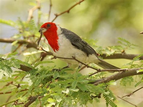 Brazilian Cardinal Smithsonian Photo Contest Smithsonian Magazine