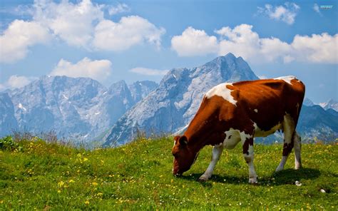All Animals Cattle Profilelatest Newsphotos