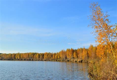 Autumn Landscape By The Lake In The Period Of Golden Autumn Stock Image