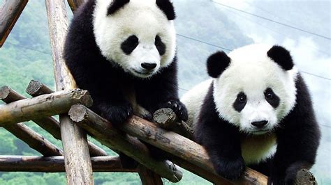 10 Best Cute Baby Panda Images Full Hd 1920×1080 For Pc Background 2021