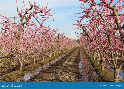 Peach Orchard Alley Stock Image Image Of Season Garden 156331637
