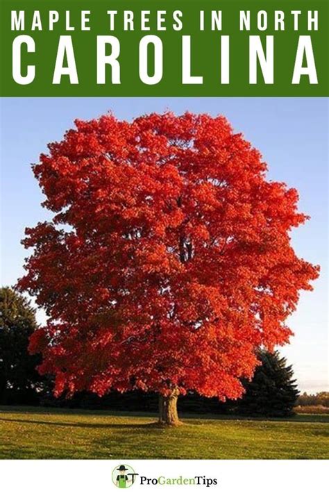 3 Gorgeous Types Of Maple Trees In North Carolina Maple Tree