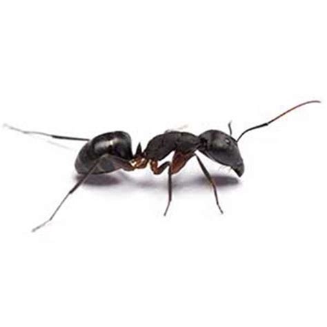 Free shipping and expert advice on a wide range of do it yourself pest control products, pest control supplies, pest control information and more. Odorous House Ants Vs Pavement Ants | Mice