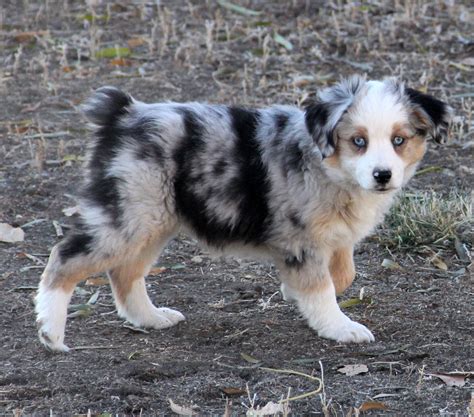 Tlc kennel are proud to offer a wide selection of designer puppy breeds! Previous Puppies | Mini Aussies in Colorado