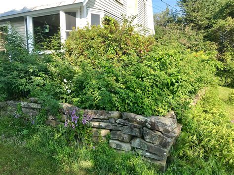 When Your Landscape Becomes Overgrown — Seans Lawn N Garden Services Llc