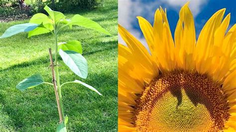 How To Grow Sunflower ‘mongolian Giant In Containers Growing Giant