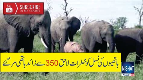 More Than 350 Elephants Have Died But The Cause Could Not Be Ascertained Youtube