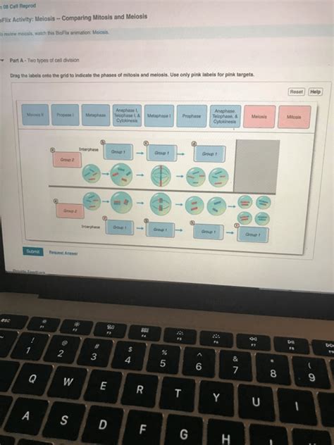 Bioflix Activity Meiosis Comparing Mitosis And Meiosis