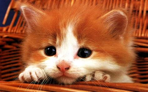 Cute Kitten Kittens Wallpaper 16122064 Fanpop