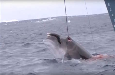 Graphic Footage Shows A Japanese Fleet Harpooning Whales In The