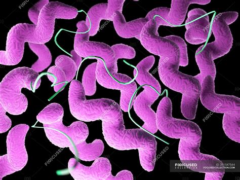 Pink Colored Campylobacter Bacteria Computer Illustration — Medical