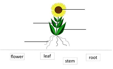 Plants Labelling A Plant Ks1 Science Teaching Resources