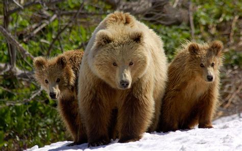 Mama Bear And Her Cubs Brown Bear Wild Animals Pictures Bear