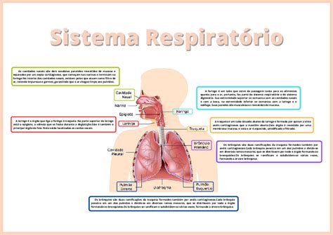 Mapa Mental Sistema Respiratorio Parte 2 Sistema Respiratorio Images