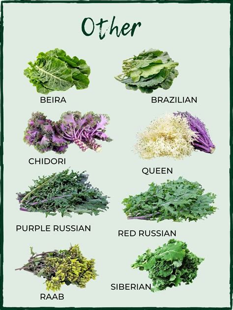 Varieties Of Kale King Of The Super Greens Salads With Anastasia