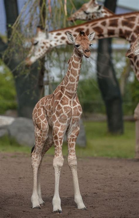 Baby Giraffe Tries Out His New Very Long Legs Zooborns