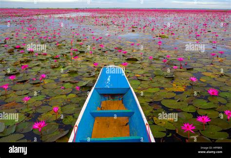 The Red Lotus Sea Lake Stock Photo Alamy
