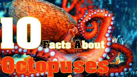 10 Facts About Octopuses Youtube