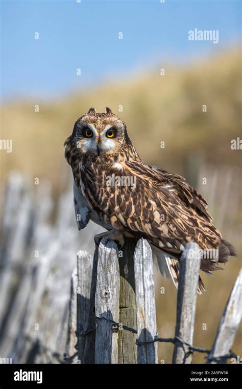 Short Eared Owl Asio Flammeus Captive Holy Island Northumberland