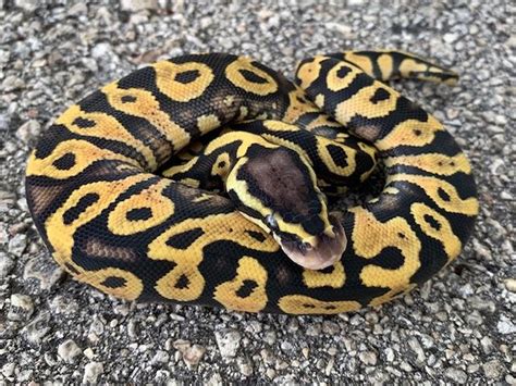 Pastel Yellow Belly Ball Python For Sale Snakes At Sunset