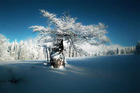 Wallpaper Cold Trees Winter Snow Nature 1920x1280