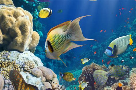 4k Fish Wallpapers Top Free 4k Fish Backgrounds Wallpaperaccess
