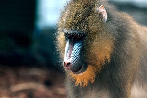 9 Different Types Of Monkeys Species List Animalstart