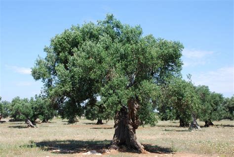 Filecentenarian Olive Tree 1 4752183682 Wikimedia Commons