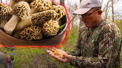 How To Find More Wild Morel Mushrooms Catch Clean Cook Most