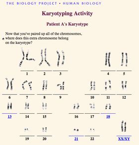 Karyotype Station Activities Science Lessons That Rock
