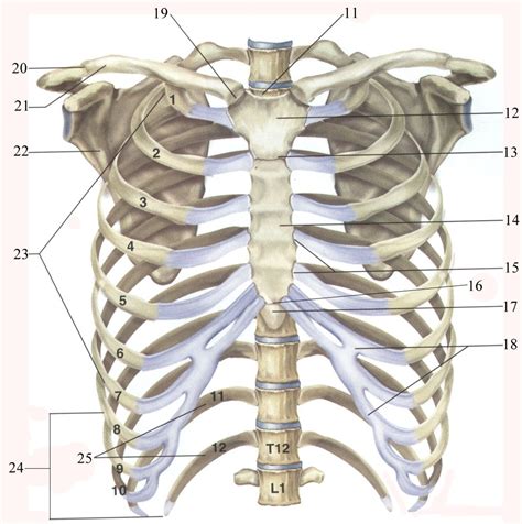 Rib Cage Diagram Quizlet