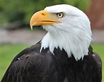 American Bald Eagles Face New Challenge Post Population Rebound ...
