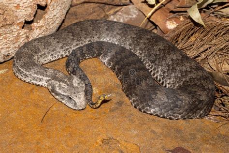 Common Death Adder Stock Photo Image Of Elapid Nature 228408138
