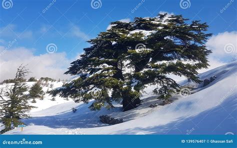 Lebanese Cedar Stock Image Image Of Covered Evergreen 139576407