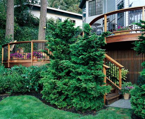 10 Outstanding Evergreen Trees For Privacy Better Homes And Gardens