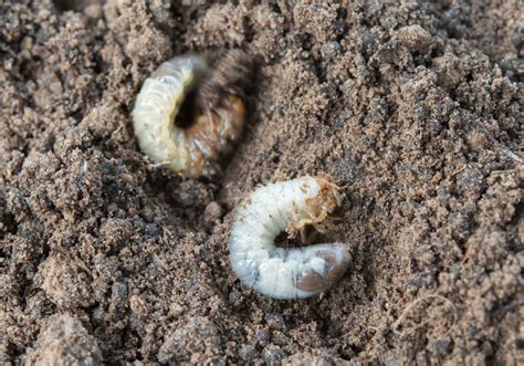 What Do Grubs Eat In The Garden