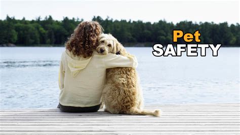 4 Tips For Keeping Your Pet Safe This Summer News 4