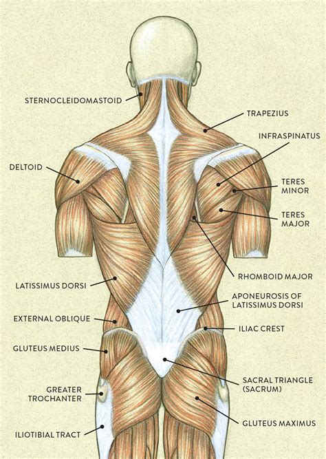 Muscles Of The Neck And Torso Classic Human Anatomy In Motion The Artists Guide To The