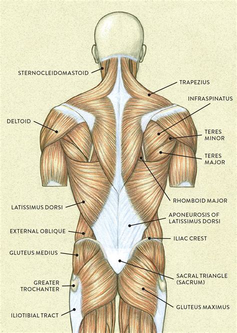 The anterior muscles of the torso (trunk) are those on the front of the body, including the muscles of the chest, abdomen, and pelvis. Torso Muscle Anatomy Drawing