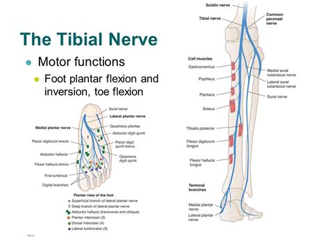 Tibial Nerve Injury Cause Symptom Diagnosis Physiotherapy